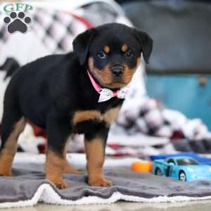 Ellie, Rottweiler Puppy